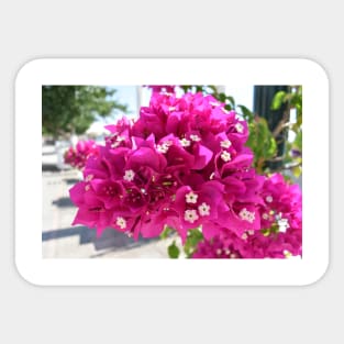 Amazing pink bougainvillea Sticker